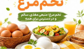 تخم‌مرغ؛ منبعی مغذی، سالم و در دسترس برای همه