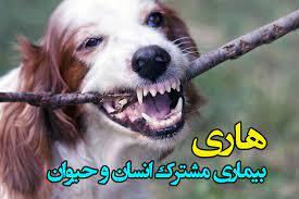 ۲ هزار و ۴۷۰ حیوان گزیدگی در استان مرکزی ثبت شد