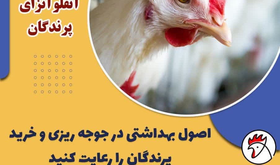 راههای پیشگیری از آنفلوآنزای پرندگان