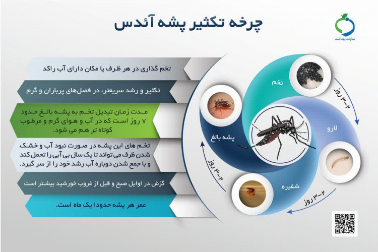 چرخه تکثیر پشه آئدس را و مهمترین ویژگی های این پشه را بهتر بشناسیم