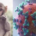 دستورالعمل و راهنمای بالینی ،تشخیص ،درمان و مراقبت بیماری آبله میمومنی (Monkey Pox)