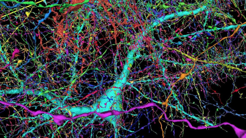 GOOGLE AND HARVARD SCIENTISTS CREATE 3D MAP OF THE HUMAN BRAIN USING 225 MILLION IMAGES