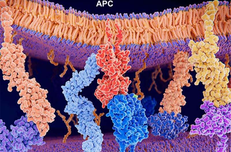 Scientists develop artificial intelligence method to predict anti-cancer immunity
