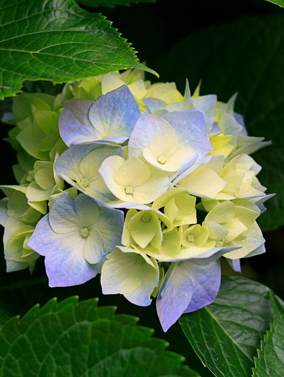 درج بنر