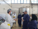 بازدید معاون غذا و دارو از واحد تولید پنیر سازی صحرای و شرکت آریا لاوین پارس شهرستان آشتیان