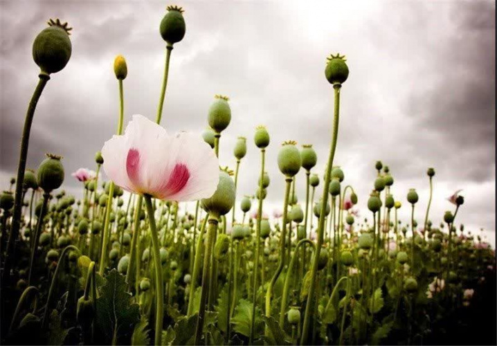 داروهای از تریاک؛ ضرورت حیاتی برای اتاق عمل و بیماران صعبالعلاج