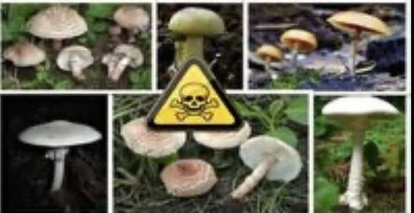 سازمان غذا و دارو: از قارچهای خودرو در طبیعت به هیچ وجه استفاده نکنید