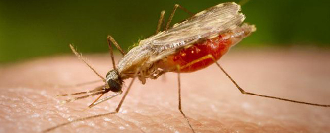بیماری های قابل انتقال از حشرات به انسان+ فیلم