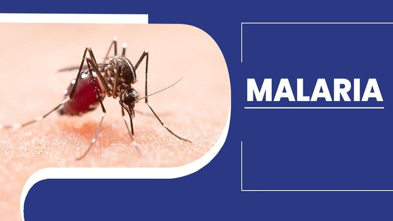 مالاریا از طریق نیش پشه آنوفل منتقل میشود+ فیلم