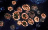 ۲۴ فوتی و شناسایی ۵۵۲ مورد مبتلا به کرونا ویروس در استان مرکزی